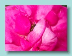 70_ Bee in Rose